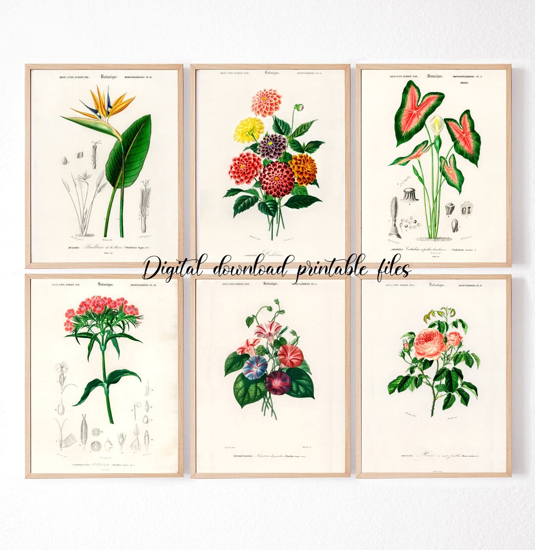 6 Botanical Flowers Vintage Prints Set of 6 Herb Plants Etsy