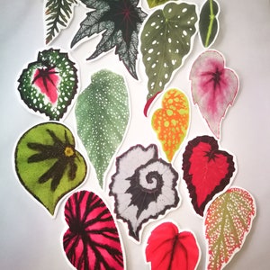 SET of STICKERS Tropical Plants Alocasia Begonia Calathea Monstera Caladium decals papercraft image 3