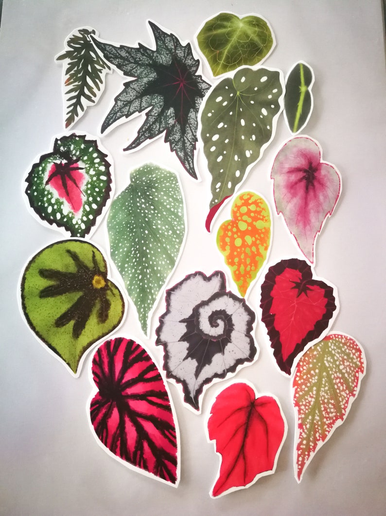 SET of STICKERS Tropical Plants Alocasia Begonia Calathea Monstera Caladium decals papercraft image 3