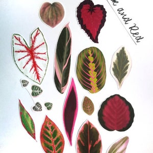 SET of STICKERS Tropical Plants Alocasia Begonia Calathea Monstera Caladium decals papercraft image 6