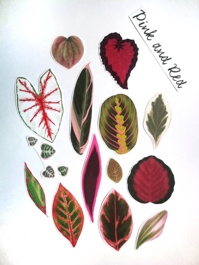 SET of STICKERS Tropical Plants Alocasia Begonia Calathea Monstera Caladium decals papercraft image 6