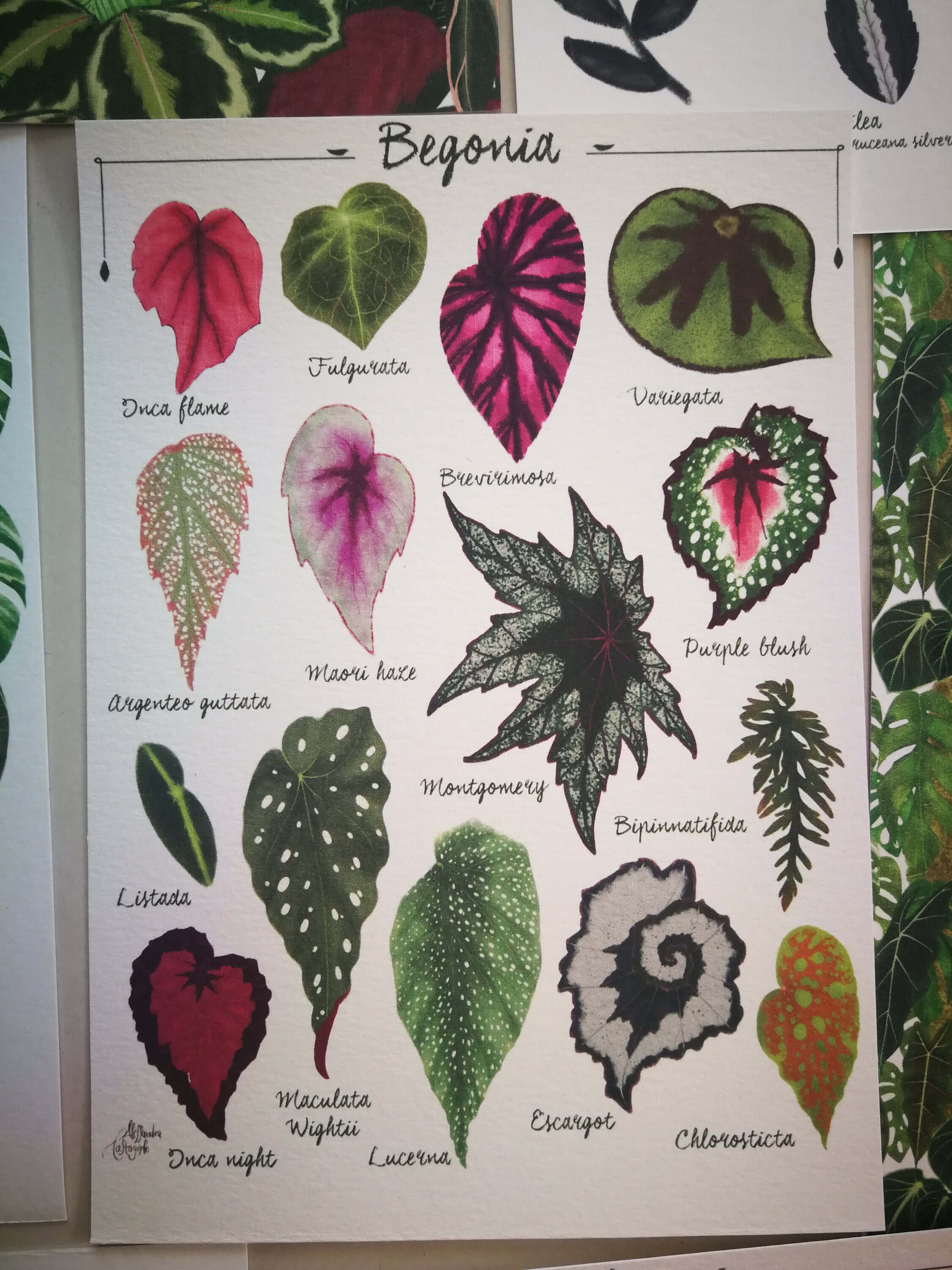 BEGONIA Leaf Species Varieties Illustration, Leaves Painting Art Print,  Tropical Indoor House Plant, Urban Jungle Home Green Decor Interiors - Etsy  Ireland
