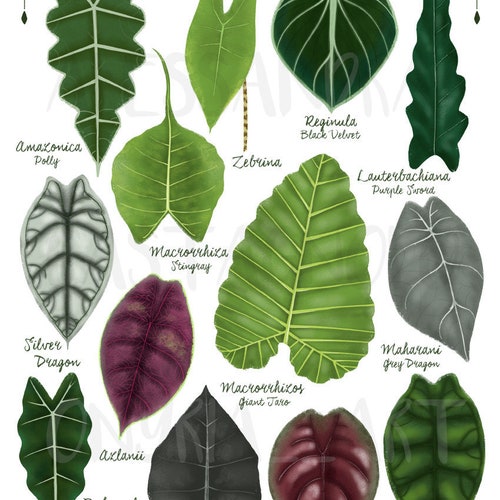 Alocasia species varieties, digital file art print download, tropical leaves plant illustration, botanical, urban jungle home decor