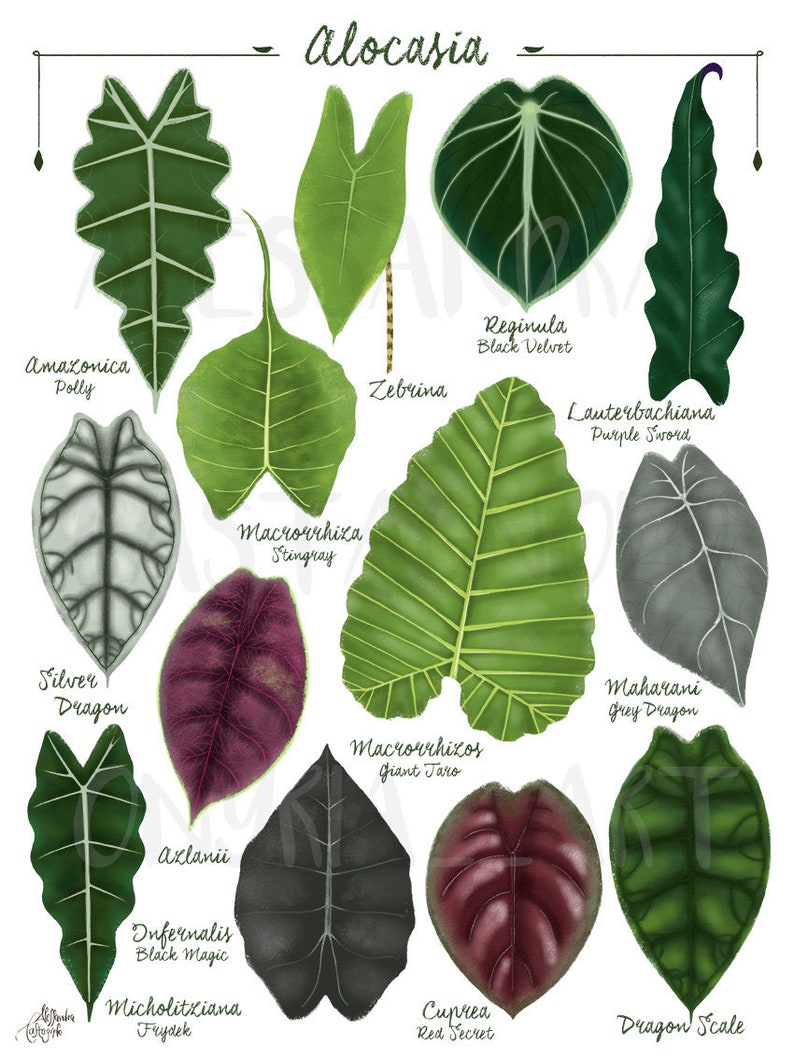 Alocasia species varieties, digital file art print download, tropical leaves plant illustration, botanical, urban jungle home decor image 1