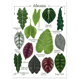 Impresión artística de una tabla de especies de ALOCASIA, variedades de plantas, ilustración de hojas tropicales, decoración botánica urbana de jungla, aráceas