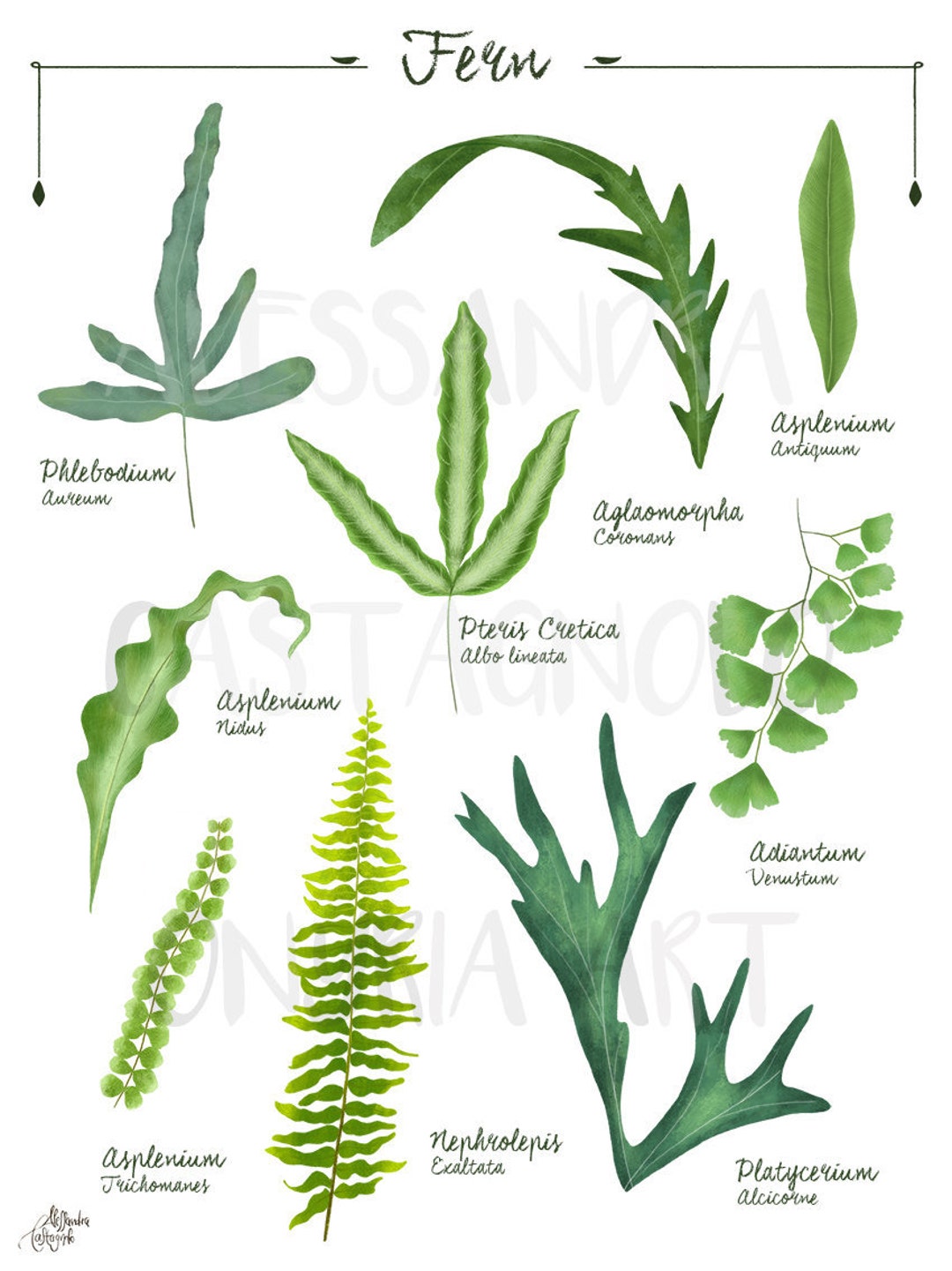 FERN 1 Genus and Species Botanical Illustration, DIGITAL File Download ...