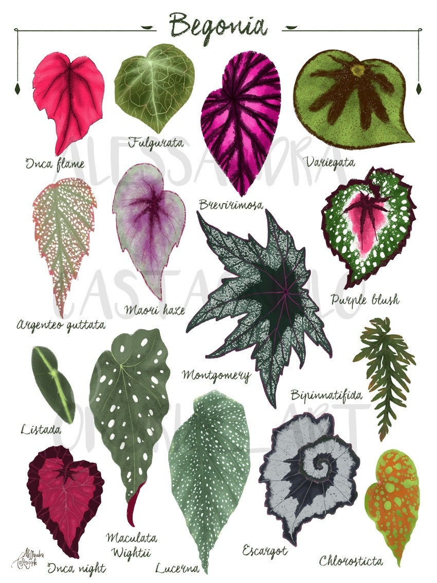 BEGONIA especies de hojas variedades ilustración hojas - Etsy México