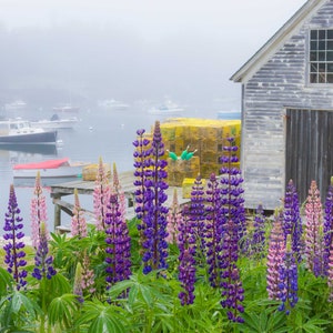 Lupines and harbor scene in Cozy Harbor Maine. Photograph printed on canvas. image 1