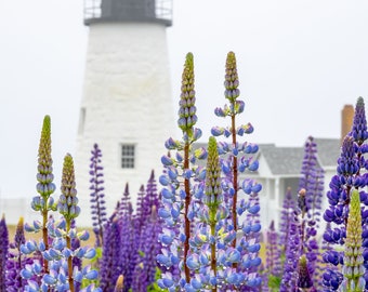 Raindrops on lupines at a foggy Pemaquid Point, Maine. Photograph printed on canvas.