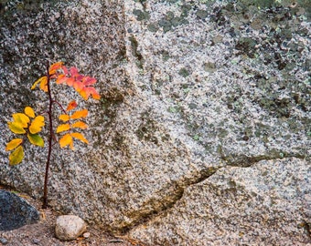 Autumn stonescape in Rocky Mountain National Park. Photograph printed on canvas.