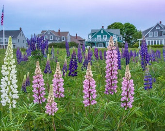 Harpswell Cottages with Lupines on a stormy morning. Photograph printed on canvas.