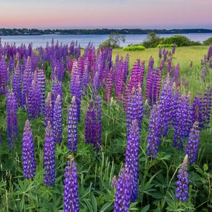 Landscape of purple lupines in Harpswell, Maine, overlooking the Merriconeag Bay. Photograph printed on canvas.