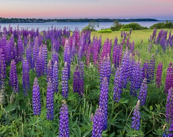 Landscape of purple lupines in Harpswell, Maine, overlooking the Merriconeag Bay. Photograph printed on canvas.