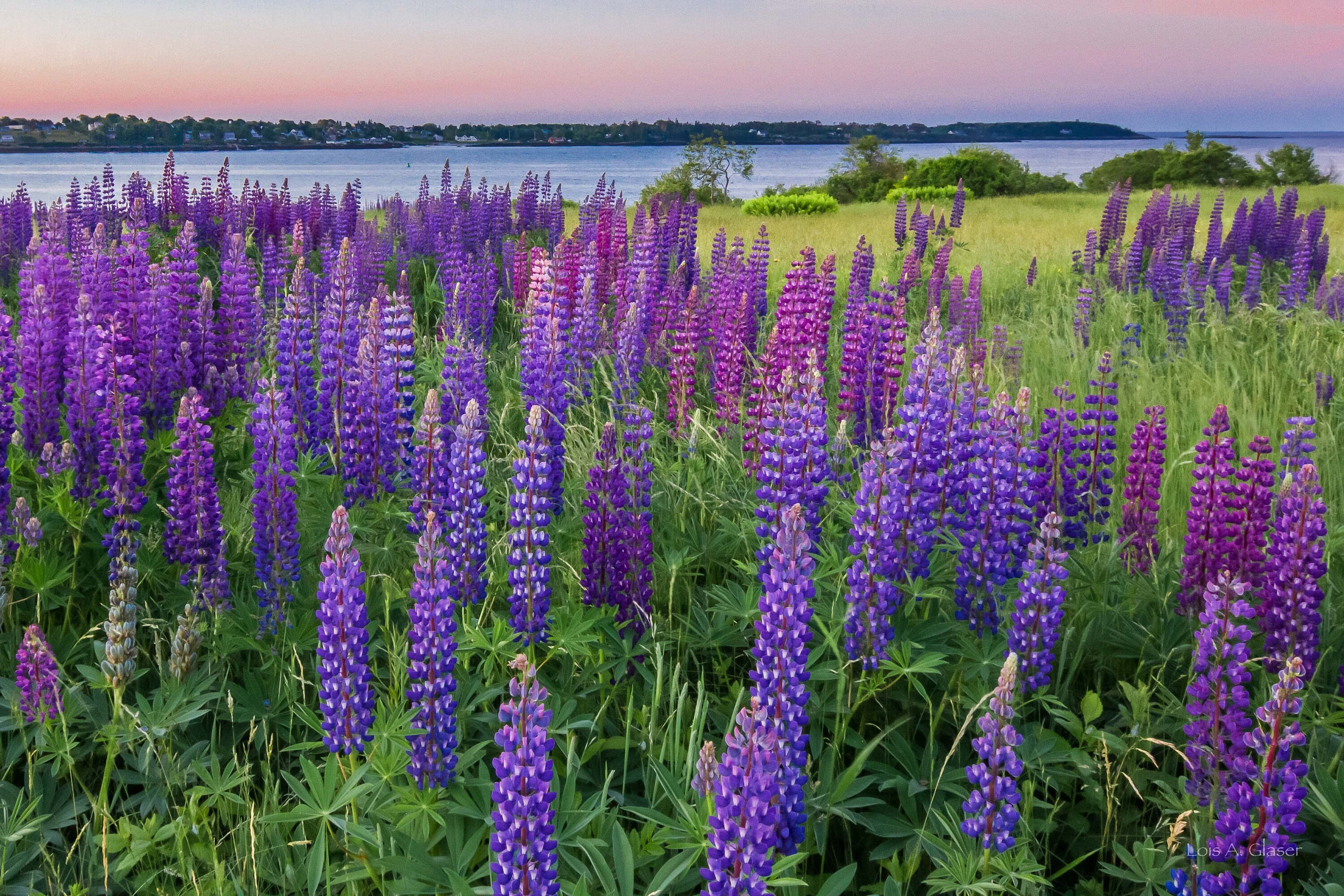 Landscape of Purple Lupines in Harpswell, Maine, Overlooking the