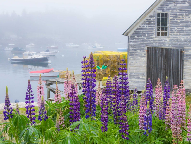 Lupines and harbor scene in Cozy Harbor Maine. Photograph printed on canvas. image 1