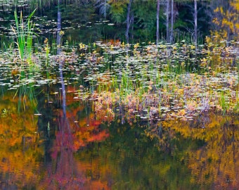 Autumn reflections in roadside pond in the Adirondack Mts. of NY. Photograph printed on canvas.