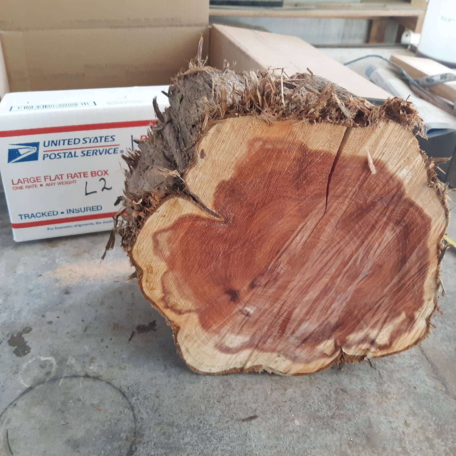 Registro de madera riser de madera de borde vivo conjunto de | Etsy