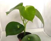 Raindrop Peperomia - Peperomia - Peperomia polybotrya - Large 4 quot - False Chinese Money Plant - RainDrop Plant - Rare Plant -Rare perp