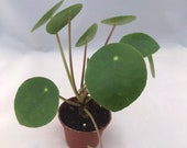 Pilea - Pilea Plant - Pilea peperomioides - Chinese Money Plant - UFO Plant - Pancake Plant - Rare Plants - Unique Plants - 2 quot Pot - Gift