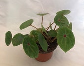 Red Ruby Begonia - Begonia conchifolia - Rare Plants - False Chineses Money Plant - 4 quot Pot - Rare Begonia - Rare Succulent