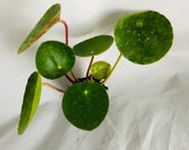 Pilea Plug - Pilea Plant - Pilea peperomioides plug plant- Chinese Money Plant - UFO Plant - Pancake Plant - Rare Plants - Unique Plants