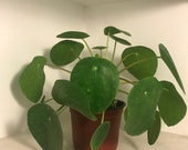 Pilea - Pilea Plant - Pilea peperomioides - Chinese Money Plant - UFO Plant - Pancake Plant - Rare Plants - Unique Plants - Large 4 quot - Gift