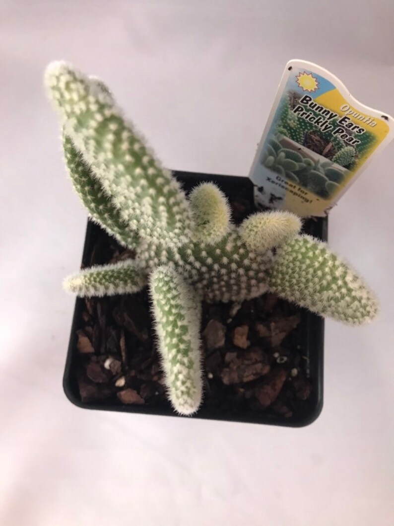 White Bunny Ears Prickly Pear Cactus- Angel Bunny Ears cactus Angel Bunny Ears Cactus Opuntia Microdasys Angel Bunny Ears Prickly Pear