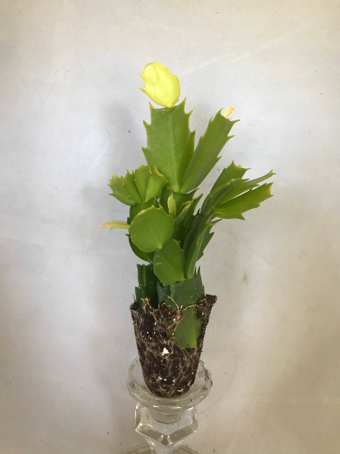 Orange Christmas Cactus Light Orange Thanksgiving Cactus | Etsy