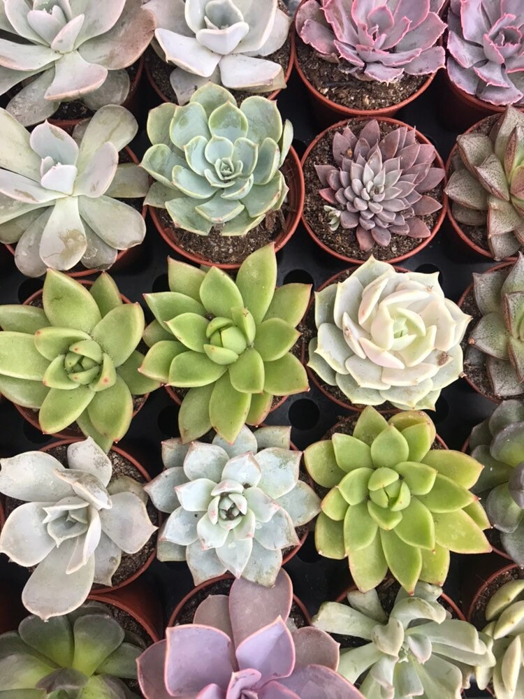 2 Pot Assorted Succulent Favors Bulk Mini Succulents Etsy