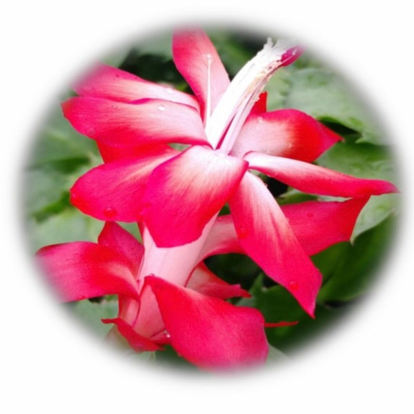 Red Christmas Cactus - Caribbean Dancer  - Thanksgiving Cactus - Holiday Cactus - Live Plant