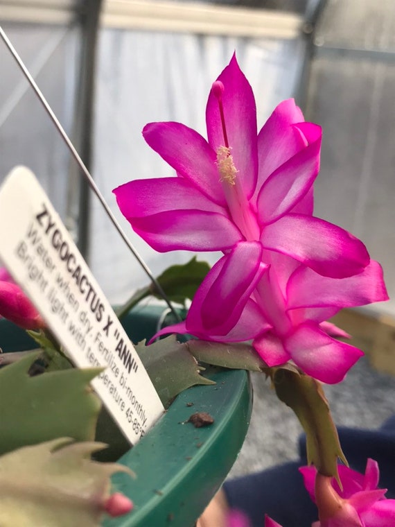 Lavender/Pink Christmas Cactus Zygocactus x Ann Etsy