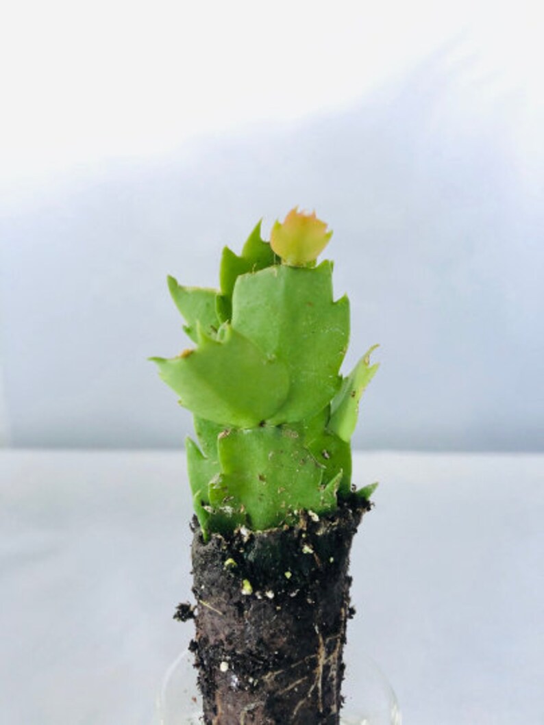 Yellow Christmas Cactus Yellow Flower Thanksgiving Cactus ...