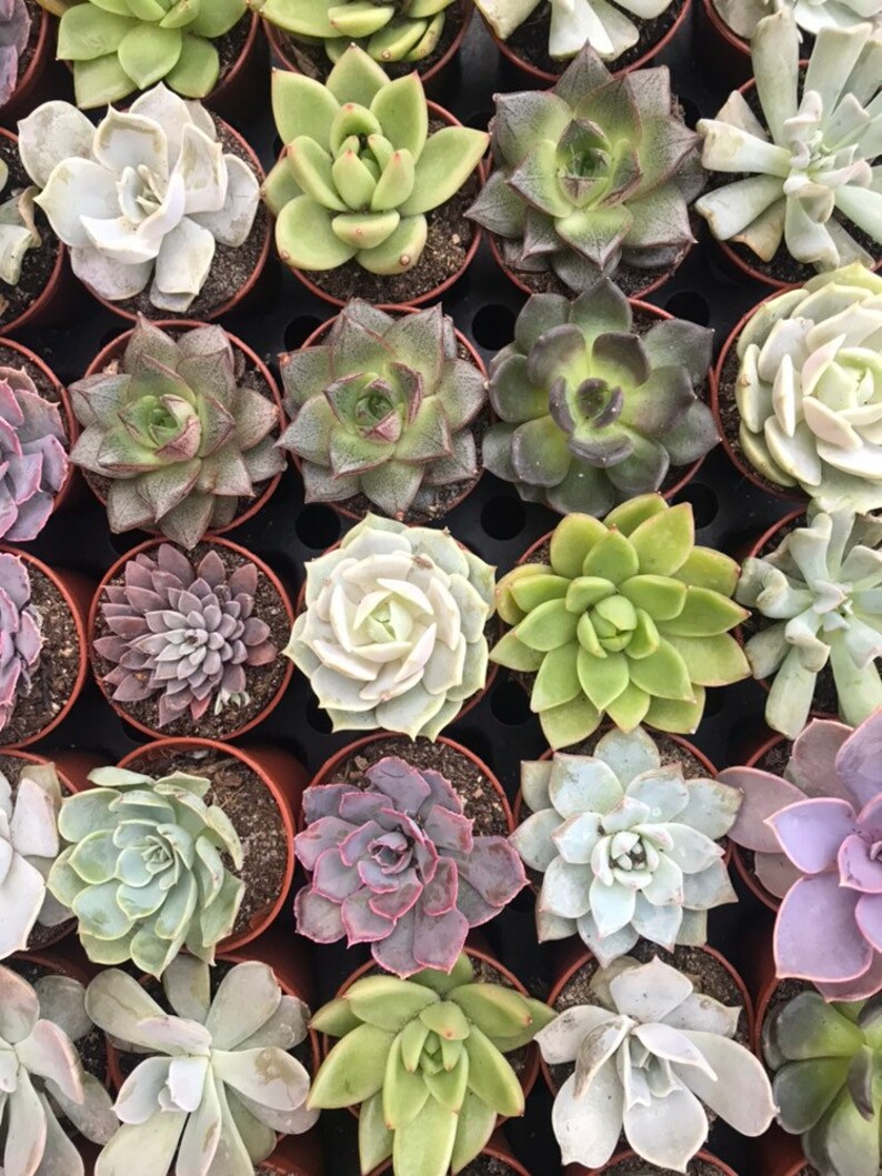 100 2Pot Succulent Favors 100 Bulk Mini Succulents Etsy