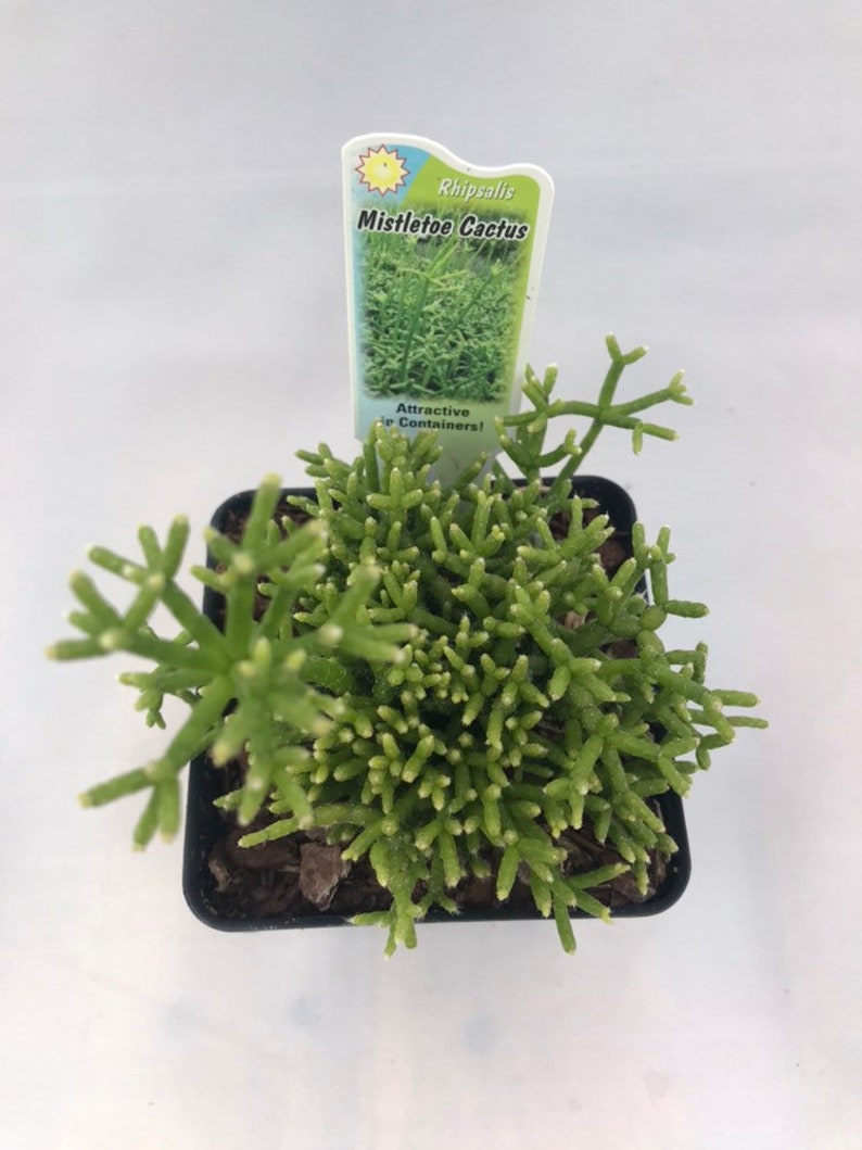 Rhipsalis cereuscula Mistletoe Cactus