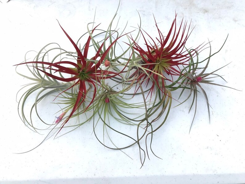 Wholesale Air plants Bulk Air plants Air Plants For Sale Etsy