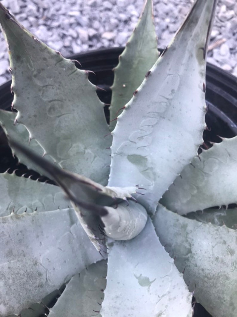 Agave parryi var. Neomexicana Cold Hardy Agave Perennial Etsy