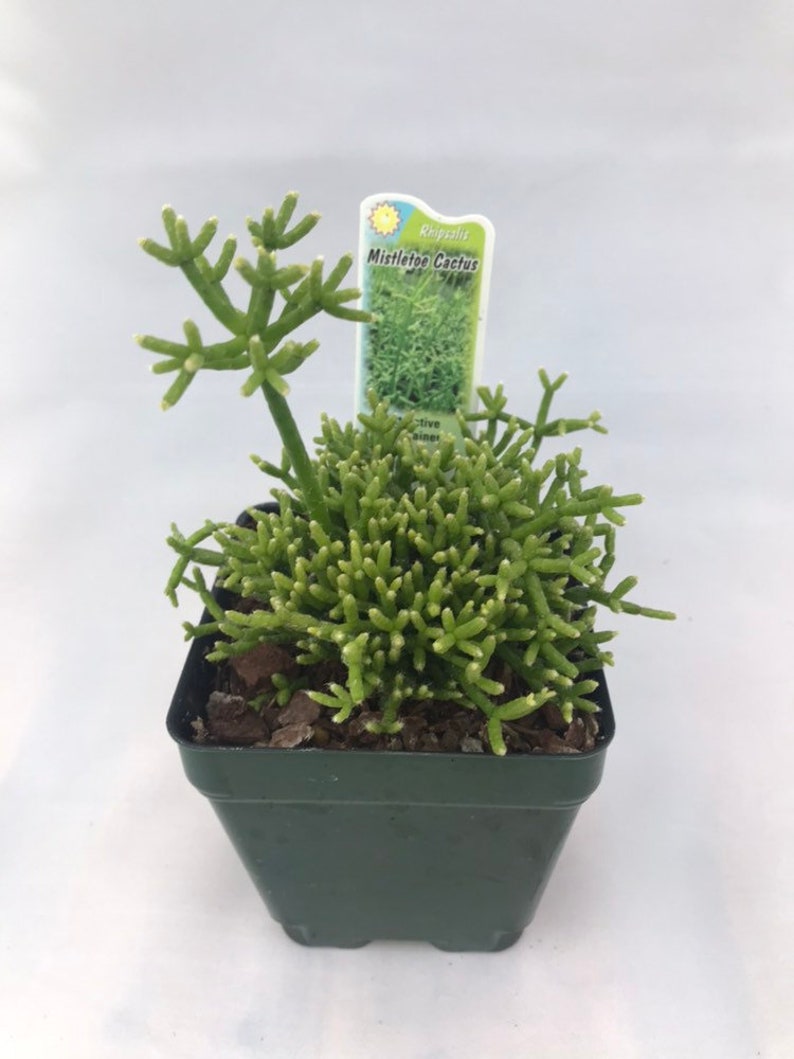 Rhipsalis cereuscula Mistletoe Cactus