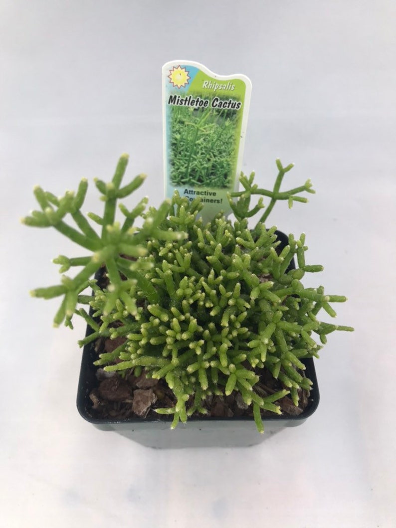 Rhipsalis cereuscula Mistletoe Cactus