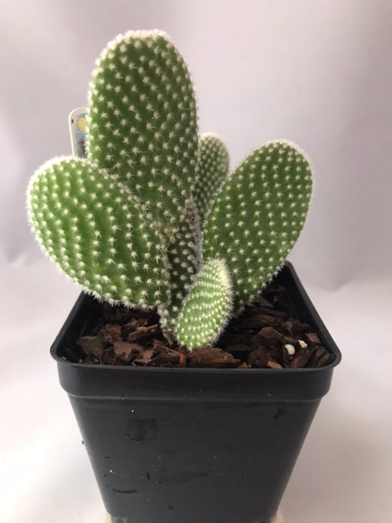 White Bunny Ears Prickly Pear Cactus Angel Bunny Ear ...