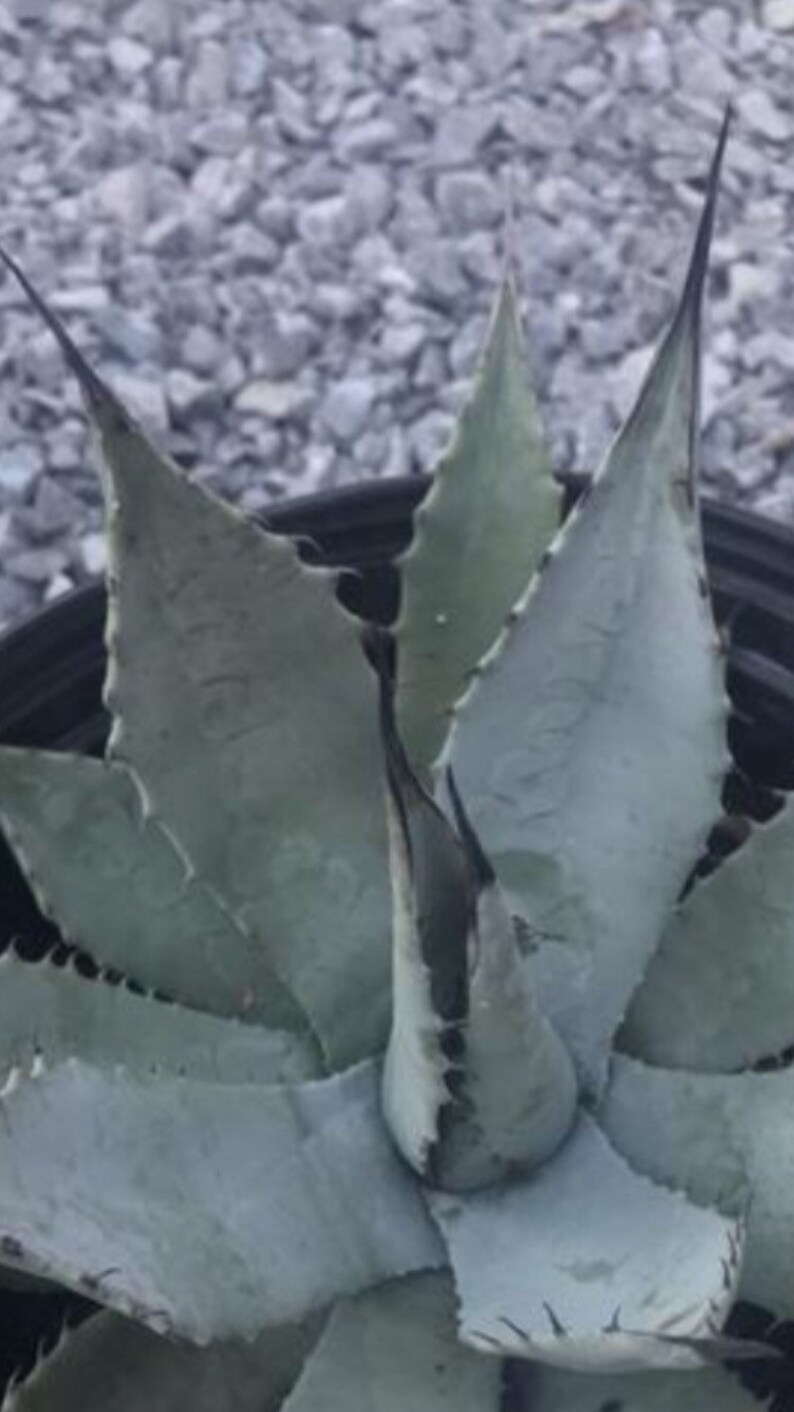 Agave parryi var. Neomexicana Cold Hardy Agave Perennial Etsy
