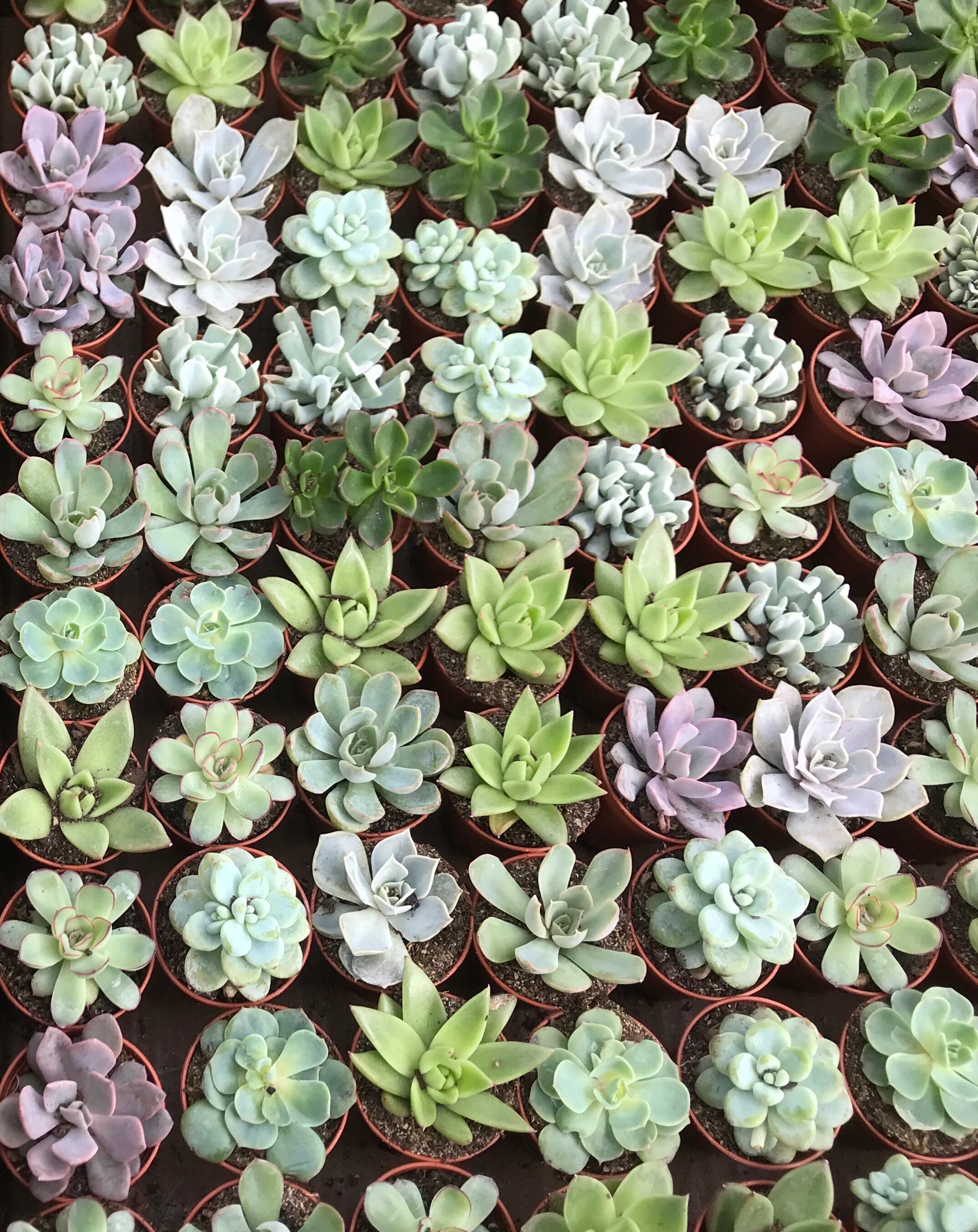 2 Pot Assorted Succulent Favors Bulk Mini Succulents Etsy