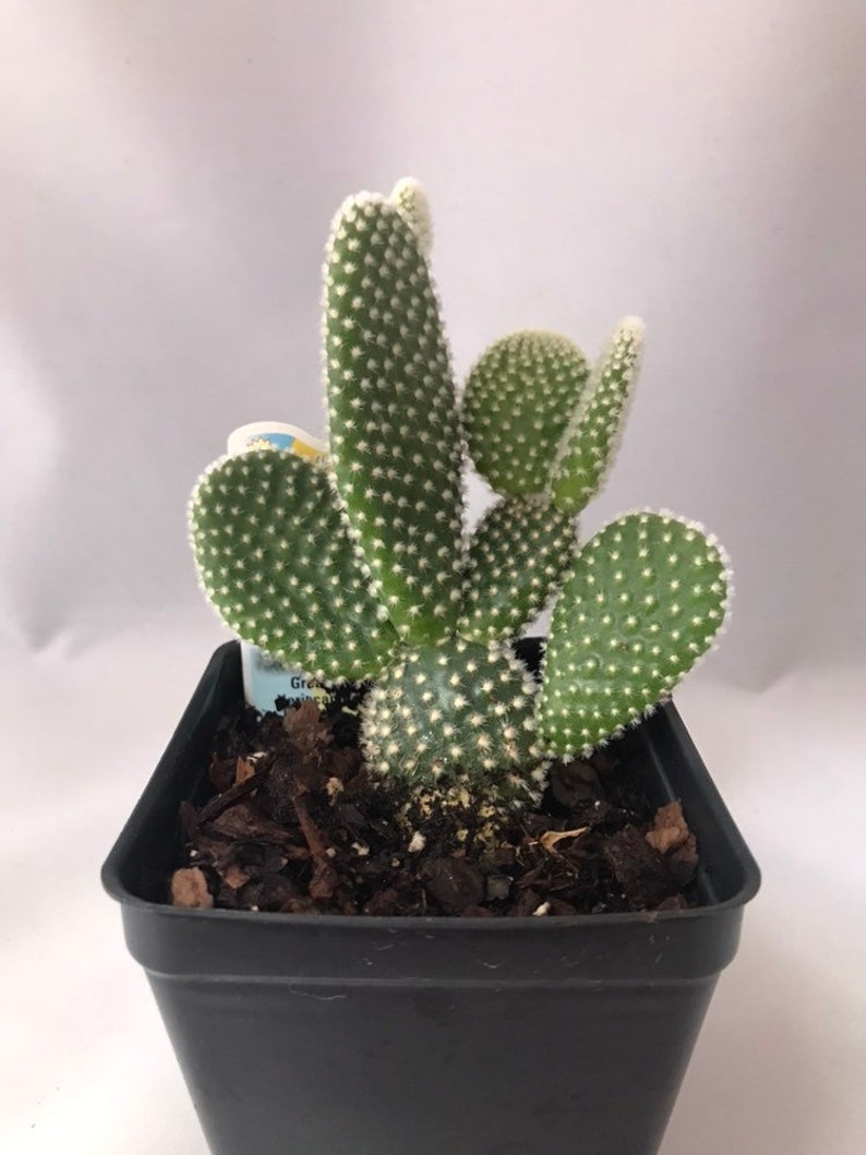 White Bunny Ears Prickly Pear Cactus- Angel Bunny Ears cactus Angel Bunny Ears Cactus Opuntia Microdasys Angel Bunny Ears Prickly Pear