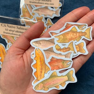 May include: A collection of colorful vinyl stickers featuring illustrations of various CA Native Salmonids. Each sticker showcases detailed artwork of different fish species, with a light blue border. The text "CA Native Salmonids" and "10 vinyl stickers" is visible.