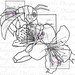 Bumble Bee Blossom  image no 90 image 1