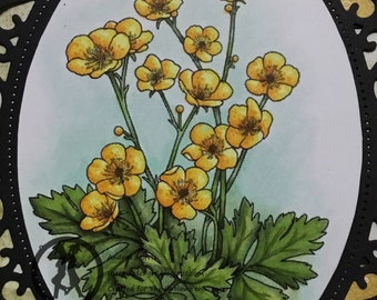 Buttercups  - image no 238