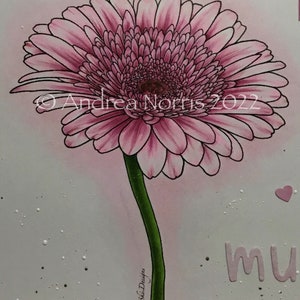 Gerbera Daisy immagine n. 245 immagine 2