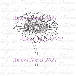 Gerbera Daisy immagine n. 245 immagine 3