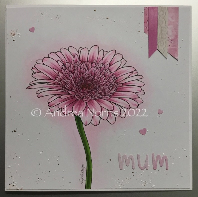 Gerbera Daisy immagine n. 245 immagine 1