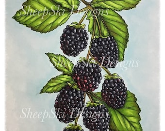Berries - image no 166