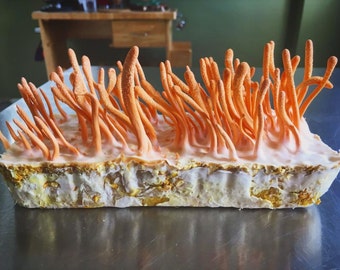 Cordyceps militaris Culture